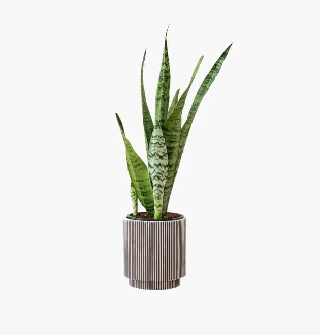 Product 6
